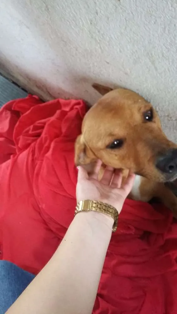 Cachorro ra a Não sei idade 4 anos nome Nome temporário Scoo