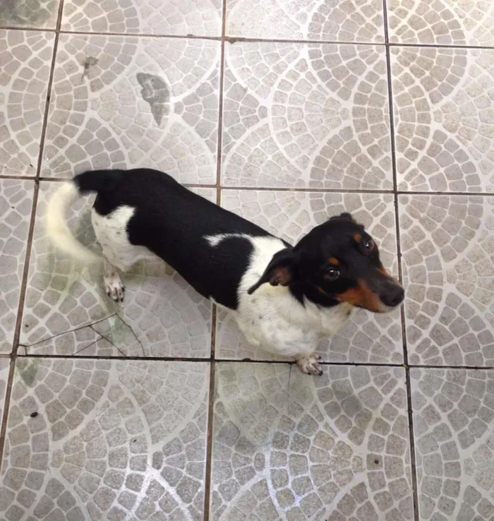 Cachorro ra a Fox Paulistinha idade 1 ano nome Kenpachi