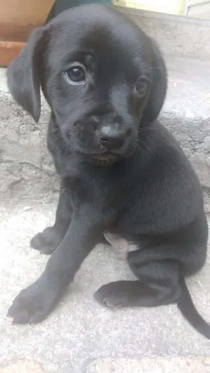 Cachorro raça sem raça idade 2 a 6 meses nome sem nome