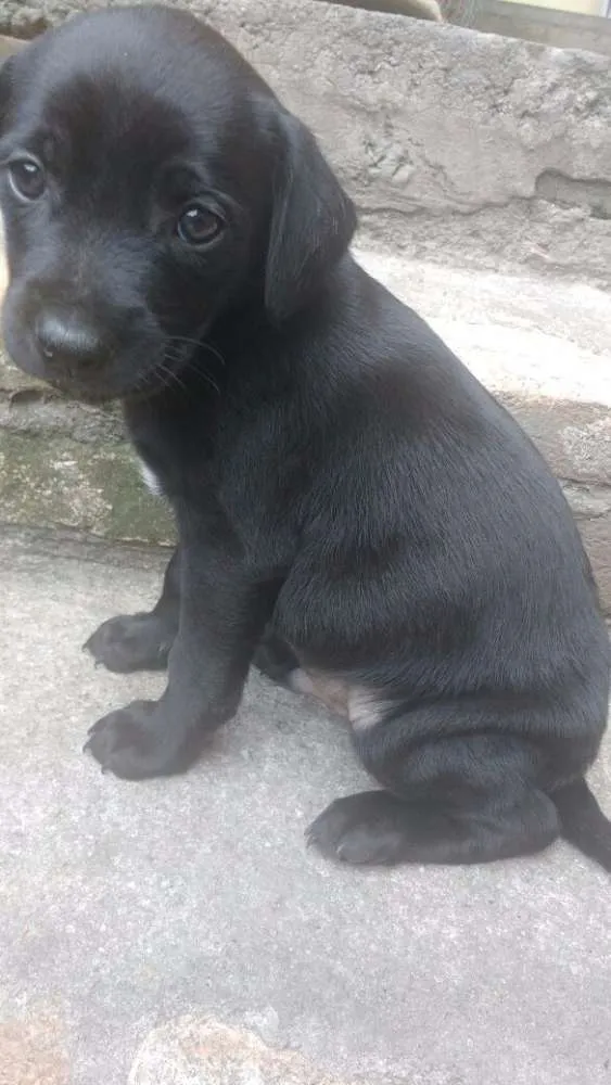 Cachorro ra a sem raça idade 2 a 6 meses nome sem nome