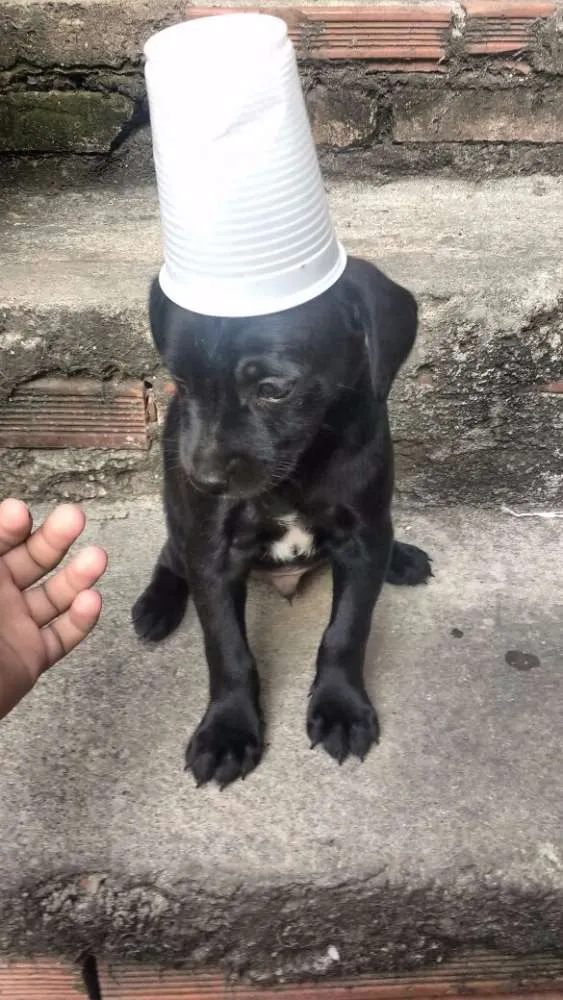 Cachorro ra a sem raça idade 2 a 6 meses nome sem nome
