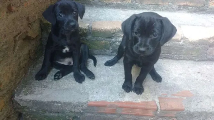 Cachorro ra a sem raça idade 2 a 6 meses nome sem nome