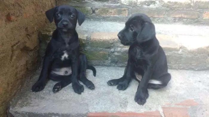 Cachorro ra a sem raça idade 2 a 6 meses nome sem nome