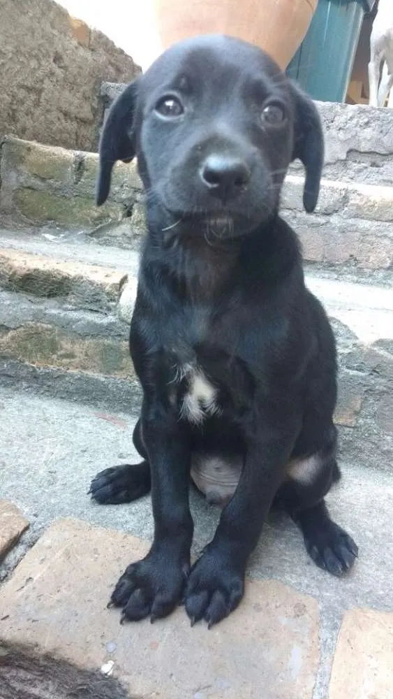 Cachorro ra a sem raça idade 2 a 6 meses nome sem nome