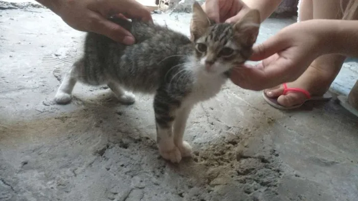 Gato raça  idade 2 a 6 meses nome Sem nome