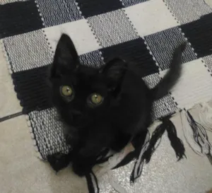 Gato raça SRD idade 2 a 6 meses nome Tulipa
