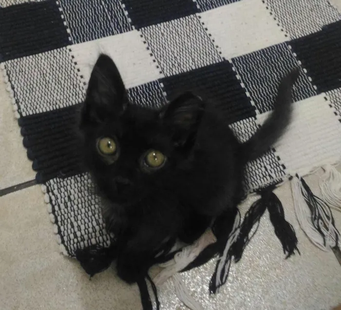 Gato ra a SRD idade 2 a 6 meses nome Tulipa