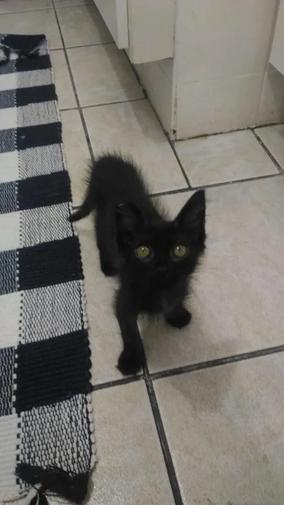 Gato ra a SRD idade 2 a 6 meses nome Tulipa
