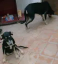 REX E PEPA