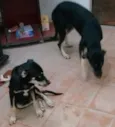 REX E PEPA