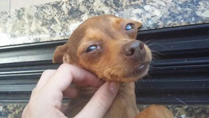 Cachorro ra a Pinscher  idade 3 anos nome Babi 