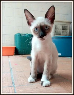 Gato raça srd idade 2 a 6 meses nome Liz