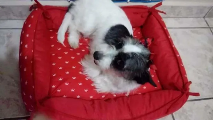 Cachorro raça  idade 7 a 11 meses nome Bibi