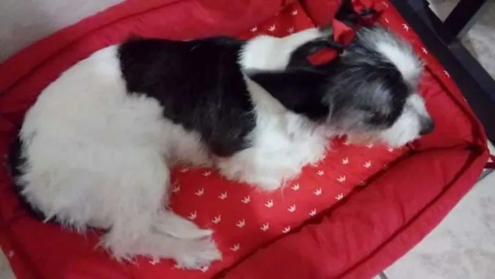 Cachorro raça  idade 7 a 11 meses nome Bibi