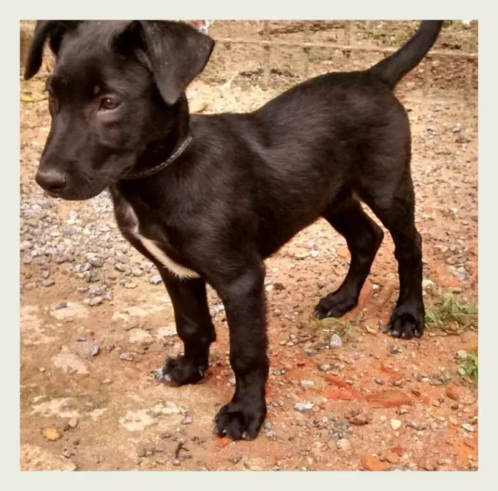 Cachorro ra a Vira-lata idade 2 a 6 meses nome Totó