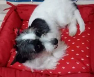 Cachorro raça  idade 7 a 11 meses nome Bibi