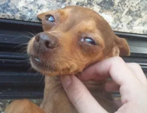 Cachorro raça Pinscher  idade 3 anos nome Babi 