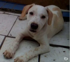 Cachorro raça Sem raça definida idade 2 a 6 meses nome ainda sem nome