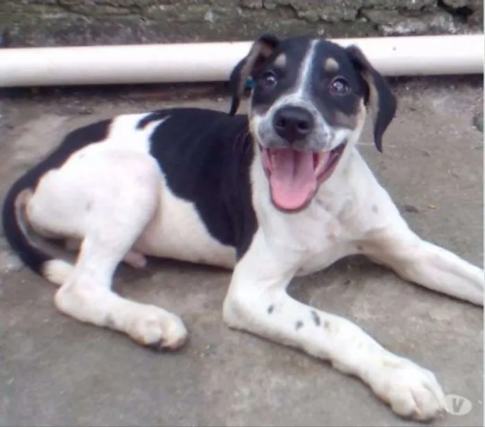 Cachorro ra a Sem raça definida idade 2 a 6 meses nome ainda sem nome