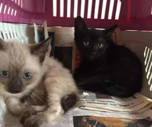 Gato raça SRD idade 2 a 6 meses nome -