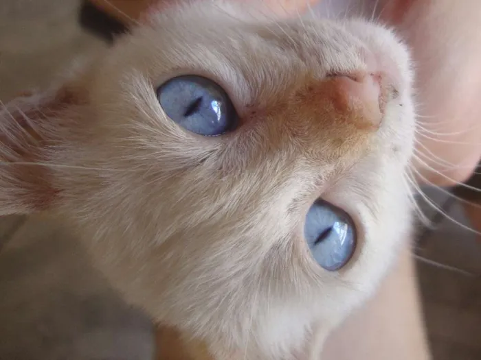 Gato ra a algorá mestiça idade Abaixo de 2 meses nome Flora