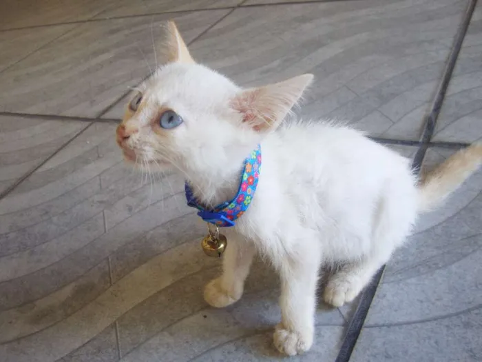 Gato ra a algorá mestiça idade Abaixo de 2 meses nome Flora