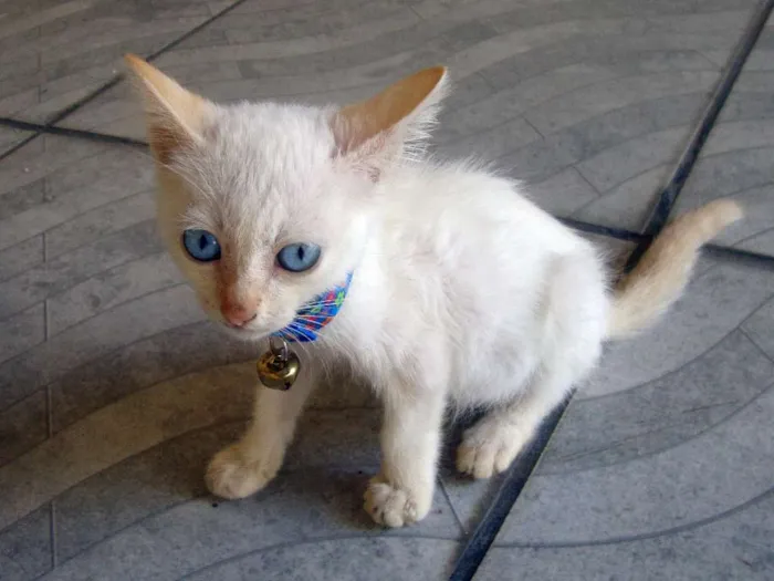 Gato ra a algorá mestiça idade Abaixo de 2 meses nome Flora