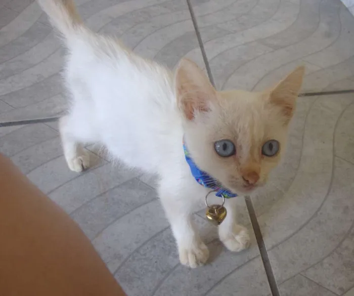 Gato ra a algorá mestiça idade Abaixo de 2 meses nome Flora
