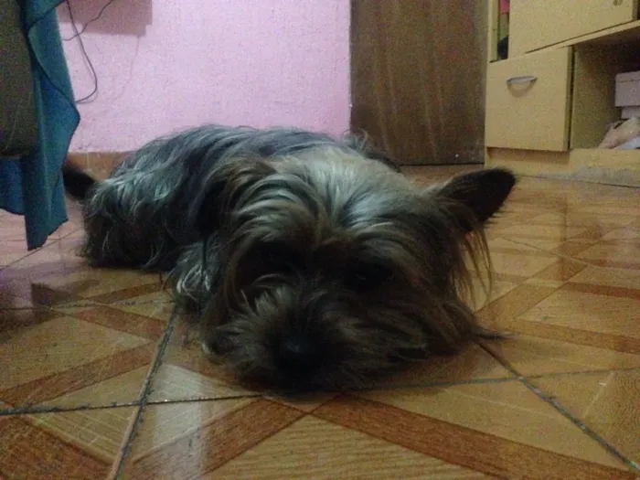 Cachorro ra a Mistura de york idade 2 anos nome Nike