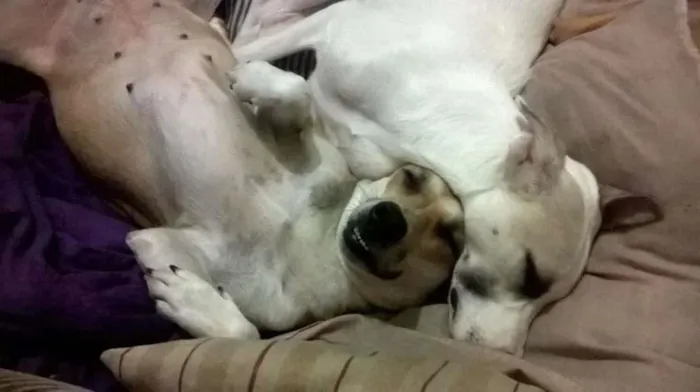 Cachorro ra a Vira-lata idade 2 anos nome Nina e Lucy