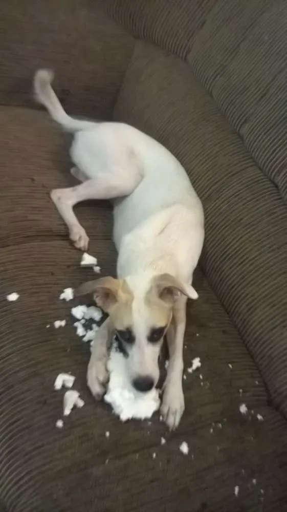 Cachorro ra a Vira-lata idade 2 anos nome Nina e Lucy