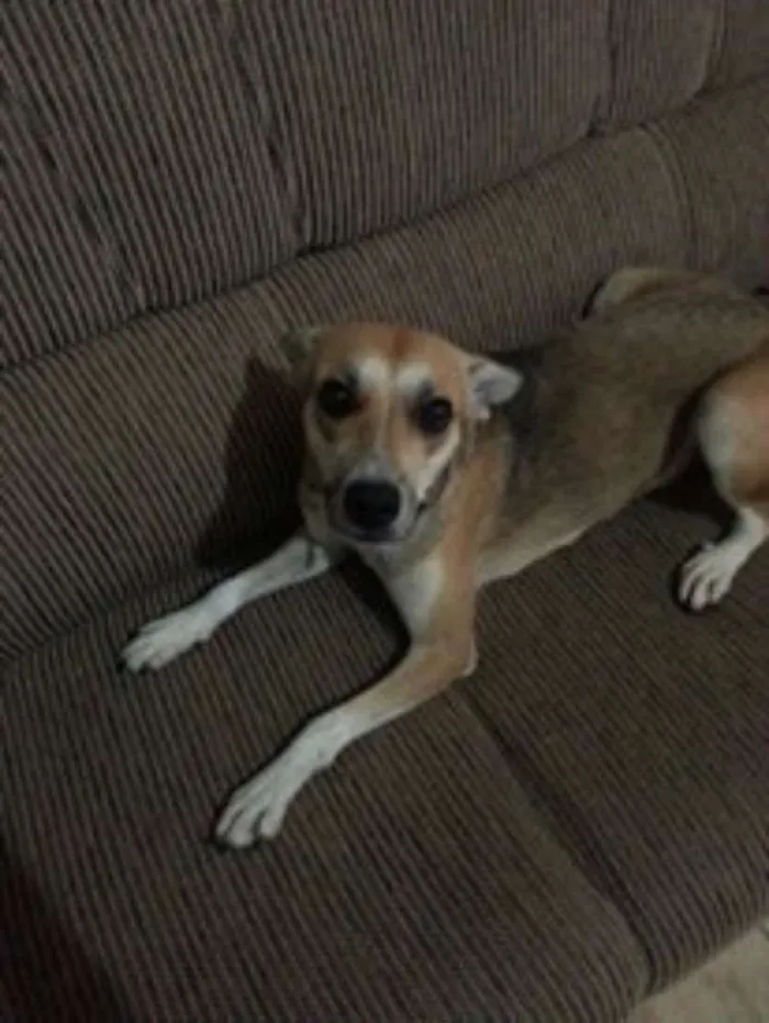 Cachorro ra a Vira-lata idade 2 anos nome Nina e Lucy