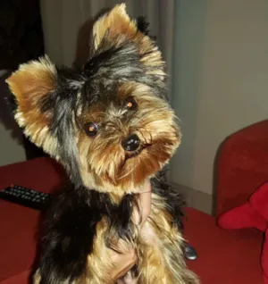 Cachorro raça Yorkshire idade 7 a 11 meses nome APOLO GRATIFICA