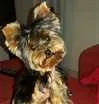 Cachorro raça Yorkshire idade 7 a 11 meses nome APOLO GRATIFICA