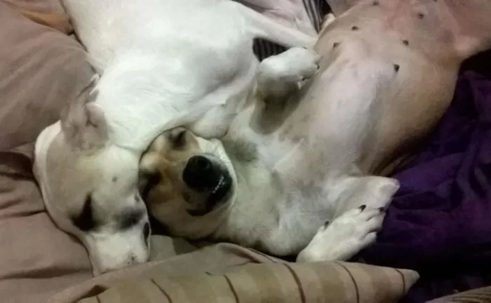Cachorro ra a Vira-lata idade 2 anos nome Nina e Lucy