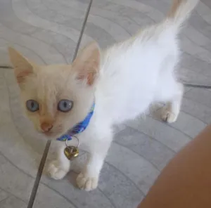 Gato raça algorá mestiça idade Abaixo de 2 meses nome Flora