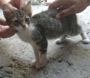 Gato raça  idade 2 a 6 meses nome Sem nome