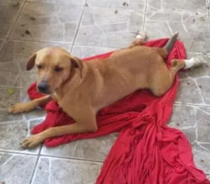 Cachorro raça Não sei idade 4 anos nome Nome temporário Scoo