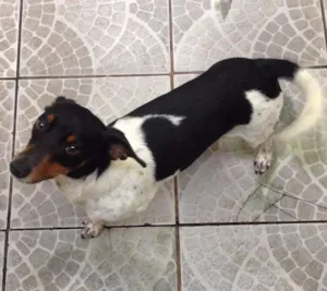 Cachorro raça Fox Paulistinha idade 1 ano nome Kenpachi