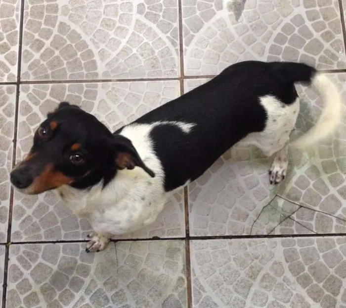 Cachorro ra a Fox Paulistinha idade 1 ano nome Kenpachi
