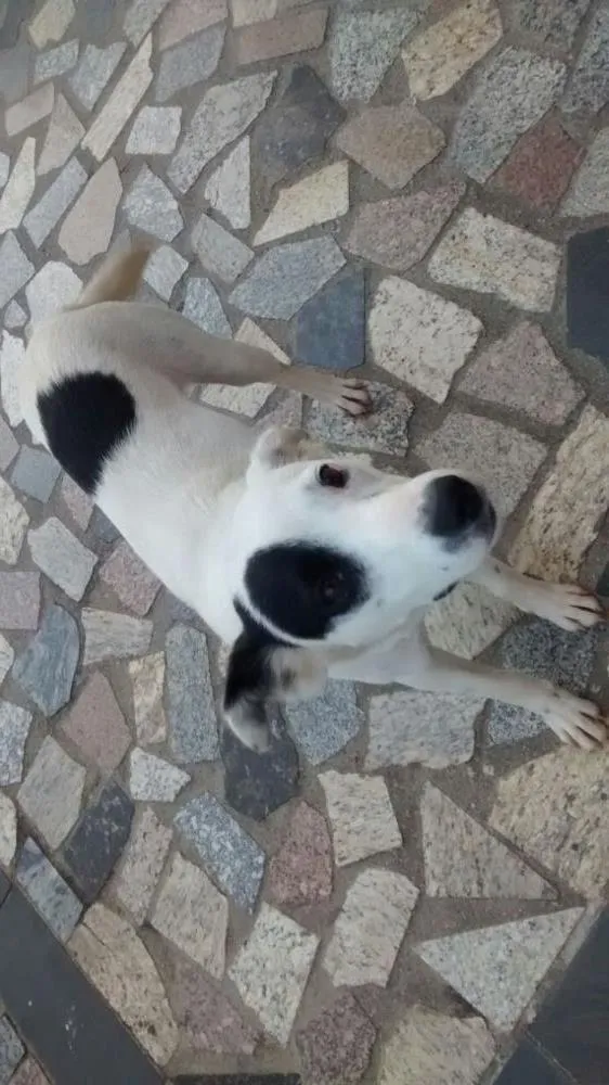 Cachorro ra a SRD idade 7 a 11 meses nome Branca