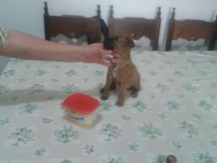 Cachorro ra a ? idade Abaixo de 2 meses nome Safira