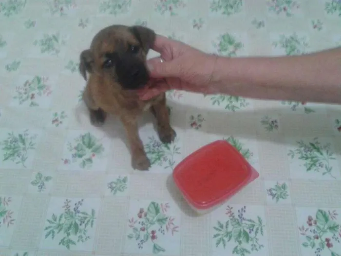 Cachorro ra a ? idade Abaixo de 2 meses nome Safira
