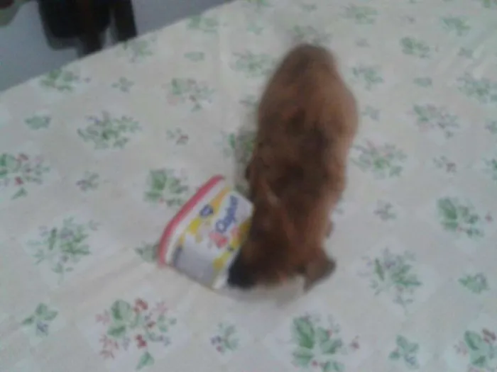 Cachorro ra a ? idade Abaixo de 2 meses nome Safira