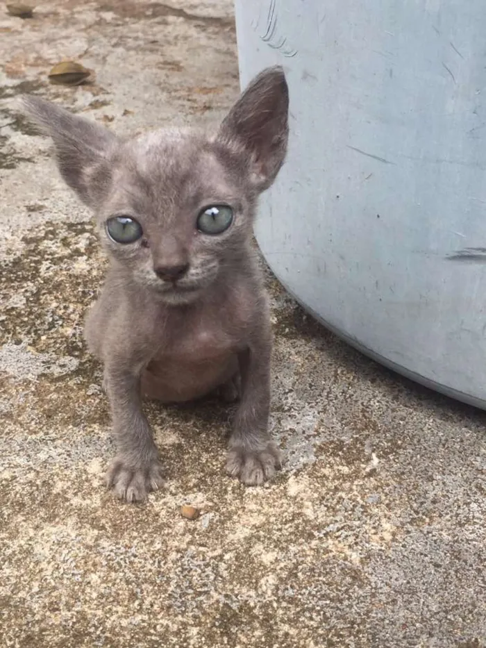 Gato ra a de rua idade 2 anos nome Ariel