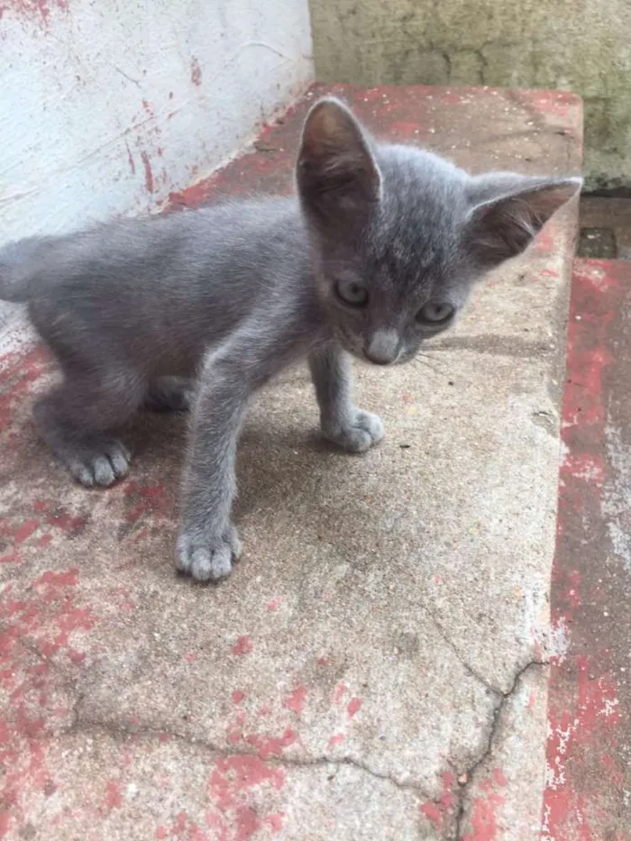 Gato ra a de rua idade 2 anos nome Ariel