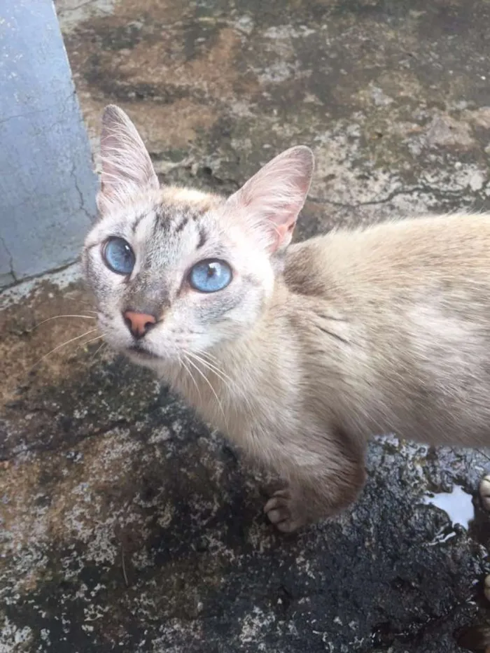 Gato ra a de rua idade 2 anos nome Ariel