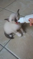 Balu 