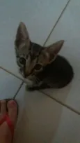 Balu 