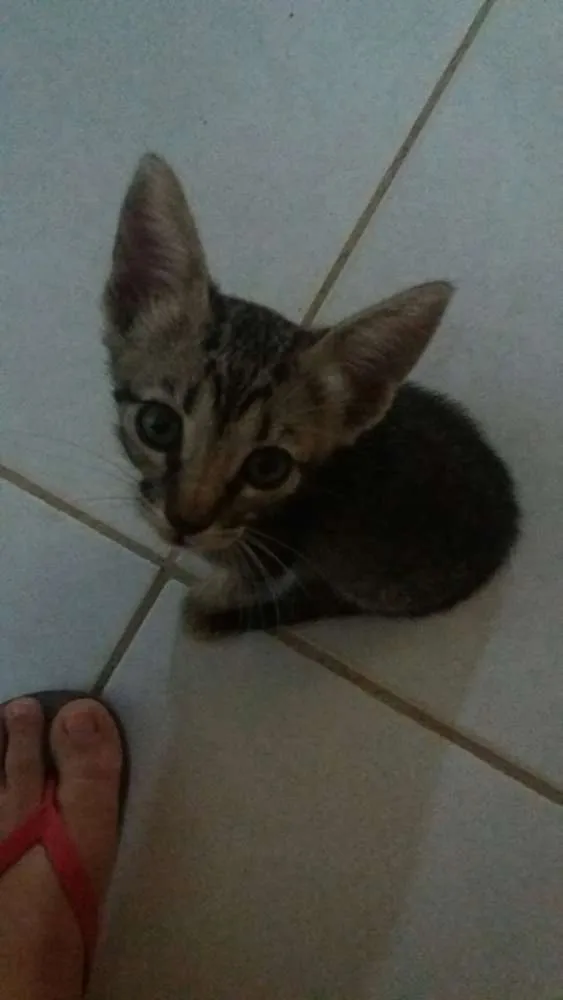 Gato ra a Indefinida idade 2 a 6 meses nome Balu 